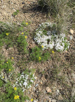 Image of spiny phlox