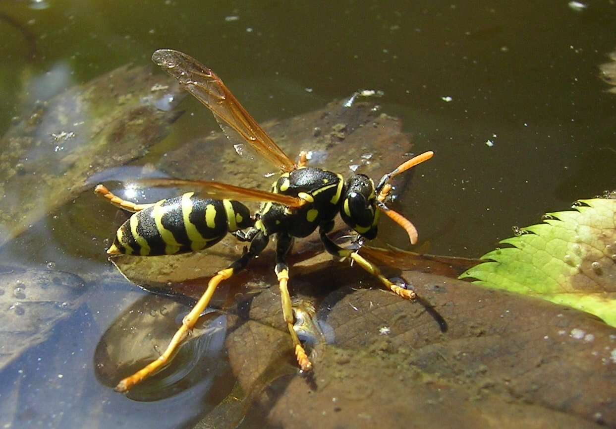 Imagem de Polistes dominula (Christ 1791)