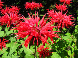 Image of scarlet beebalm