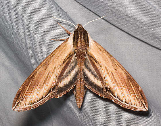 Image of Laurel sphinx