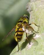 Image of Myathropa florea