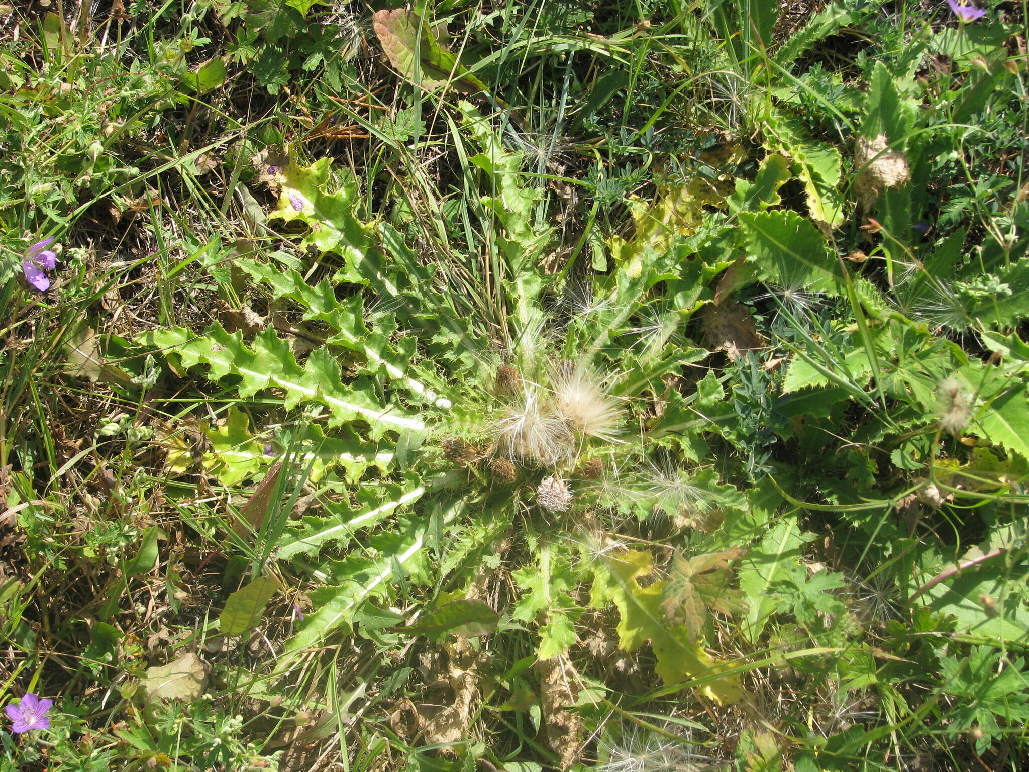 Plancia ëd Cirsium roseolum Z. S. Gorlacheva