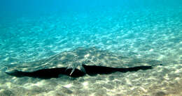 Image of Spiny Butterfly Ray