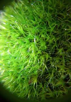 Image of grimmia dry rock moss