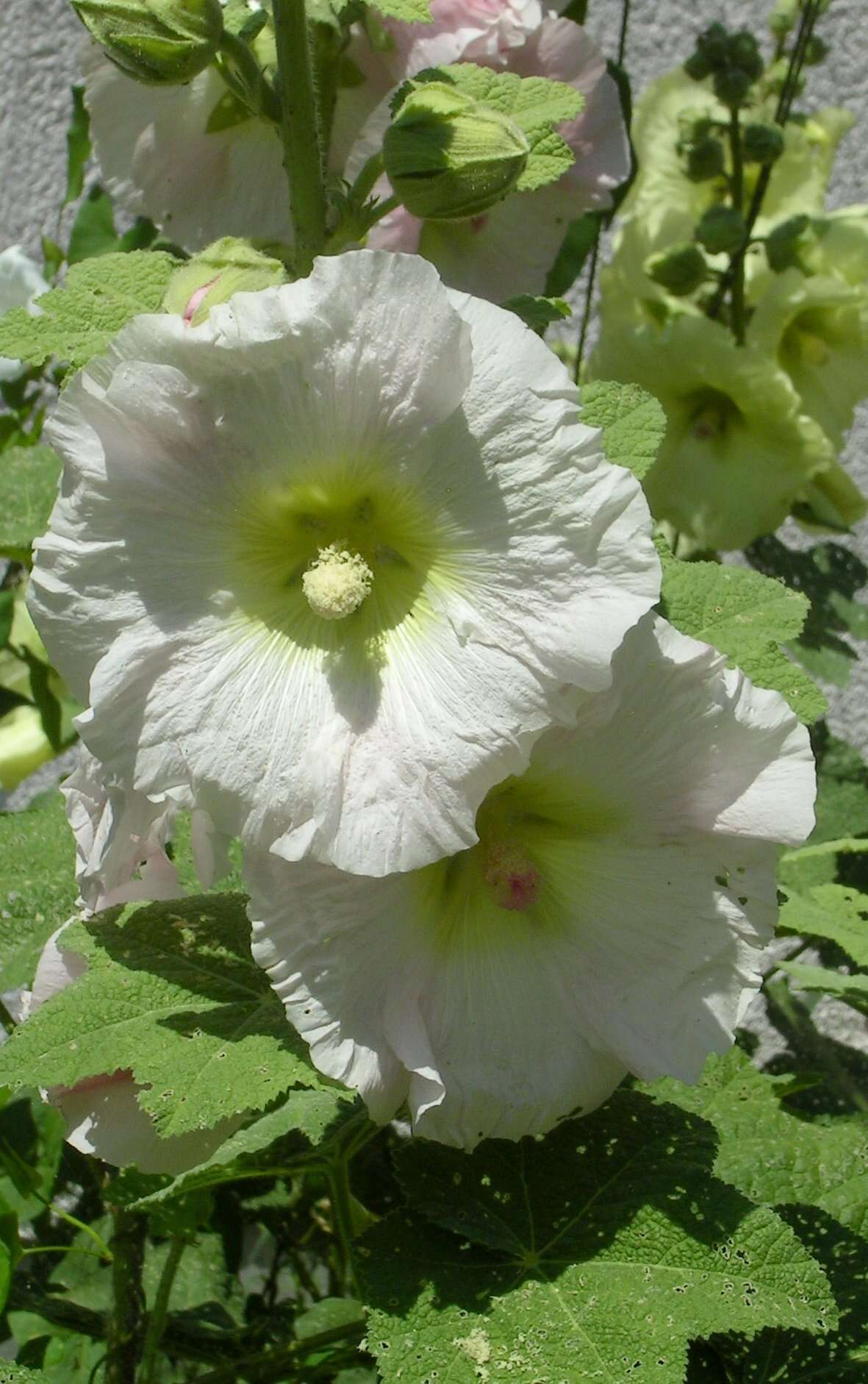 Image of hollyhock