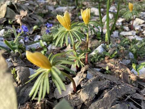 Image of <i>Eranthis cilicica</i>