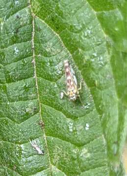 Image of Eupteryx (Eupteryx) urticae (Fabricius 1803)