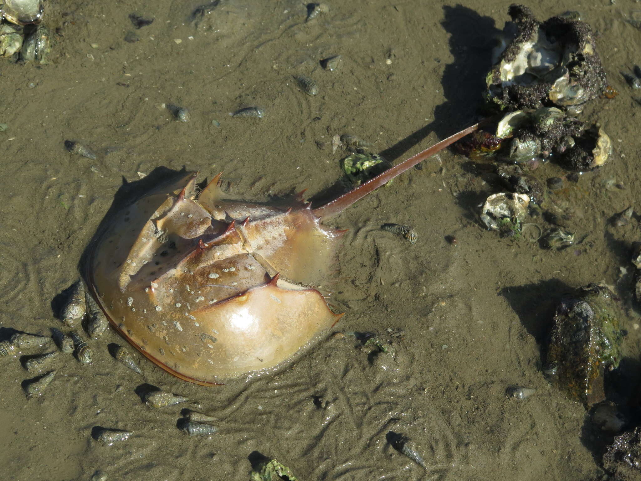 Image of Horseshoe Crab