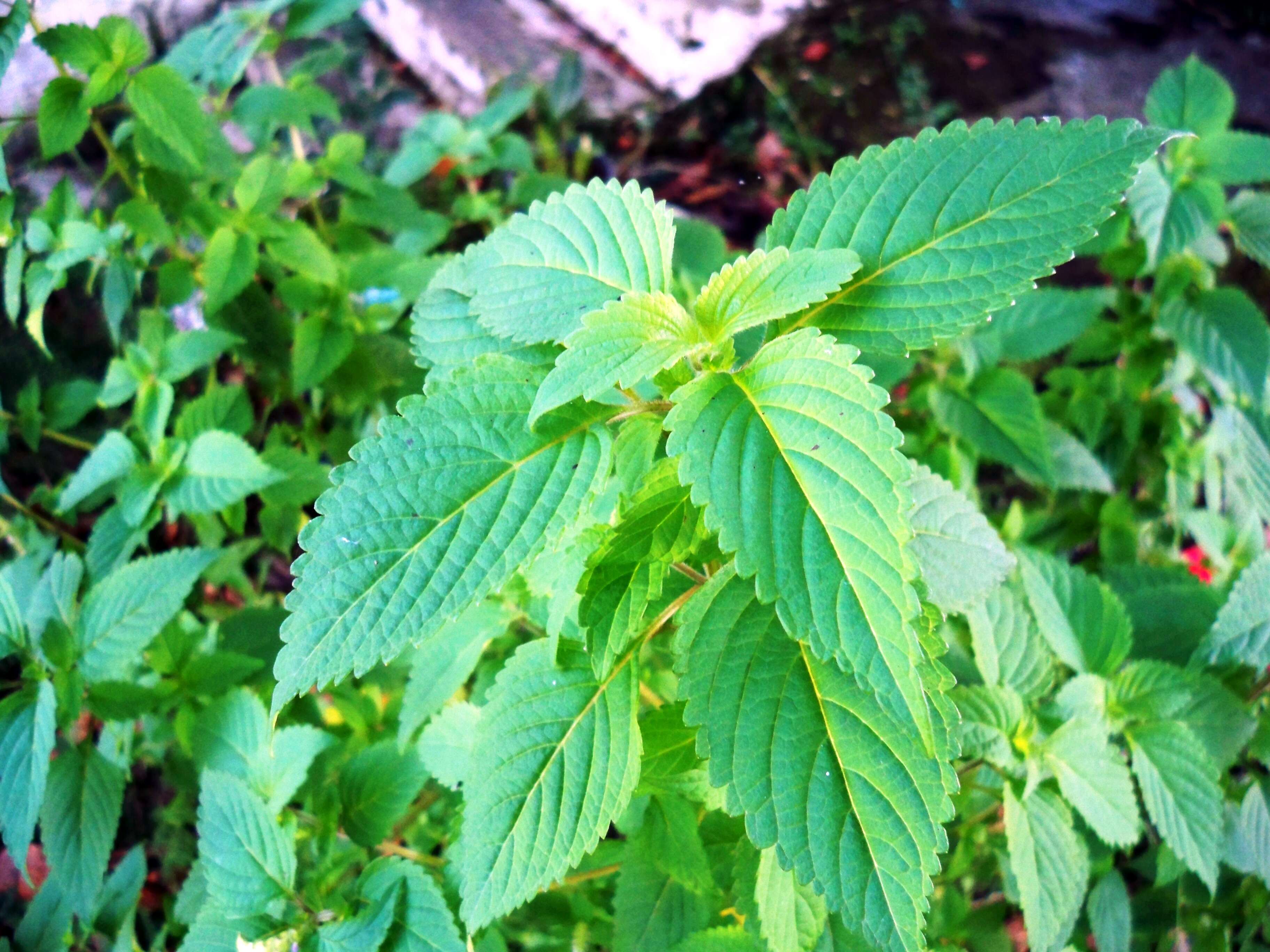 Слика од Elsholtzia ciliata (Thunb.) Hyl.