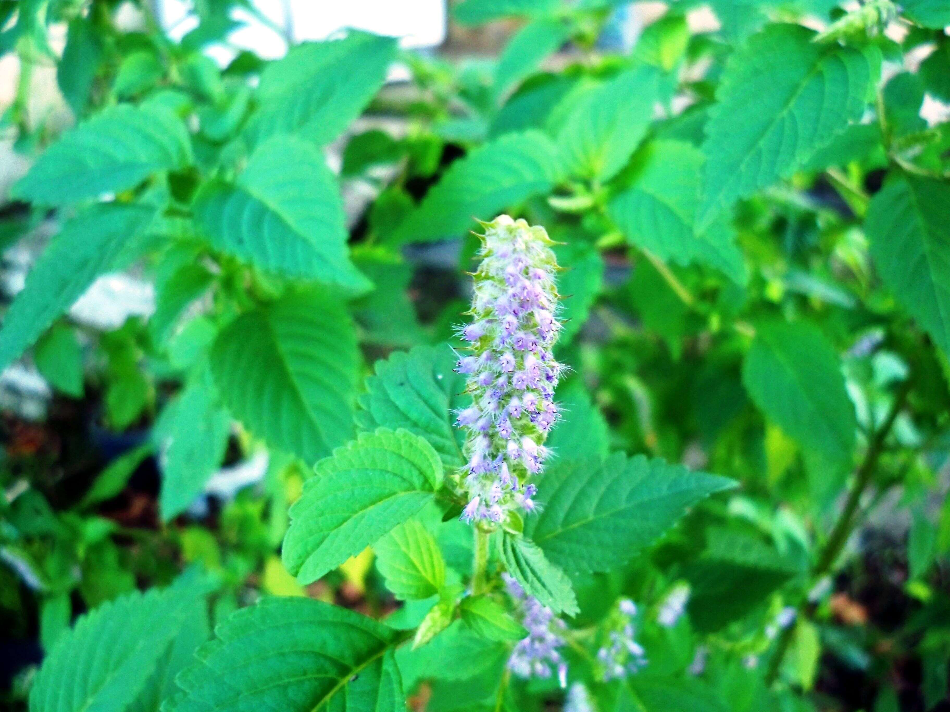 Image of crested latesummer mint