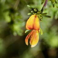 Image of Aspalathus retroflexa subsp. angustipetala R. Dahlgren