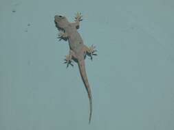 Image of Yellow-bellied house gecko