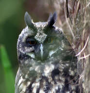 Image of Stygian Owl