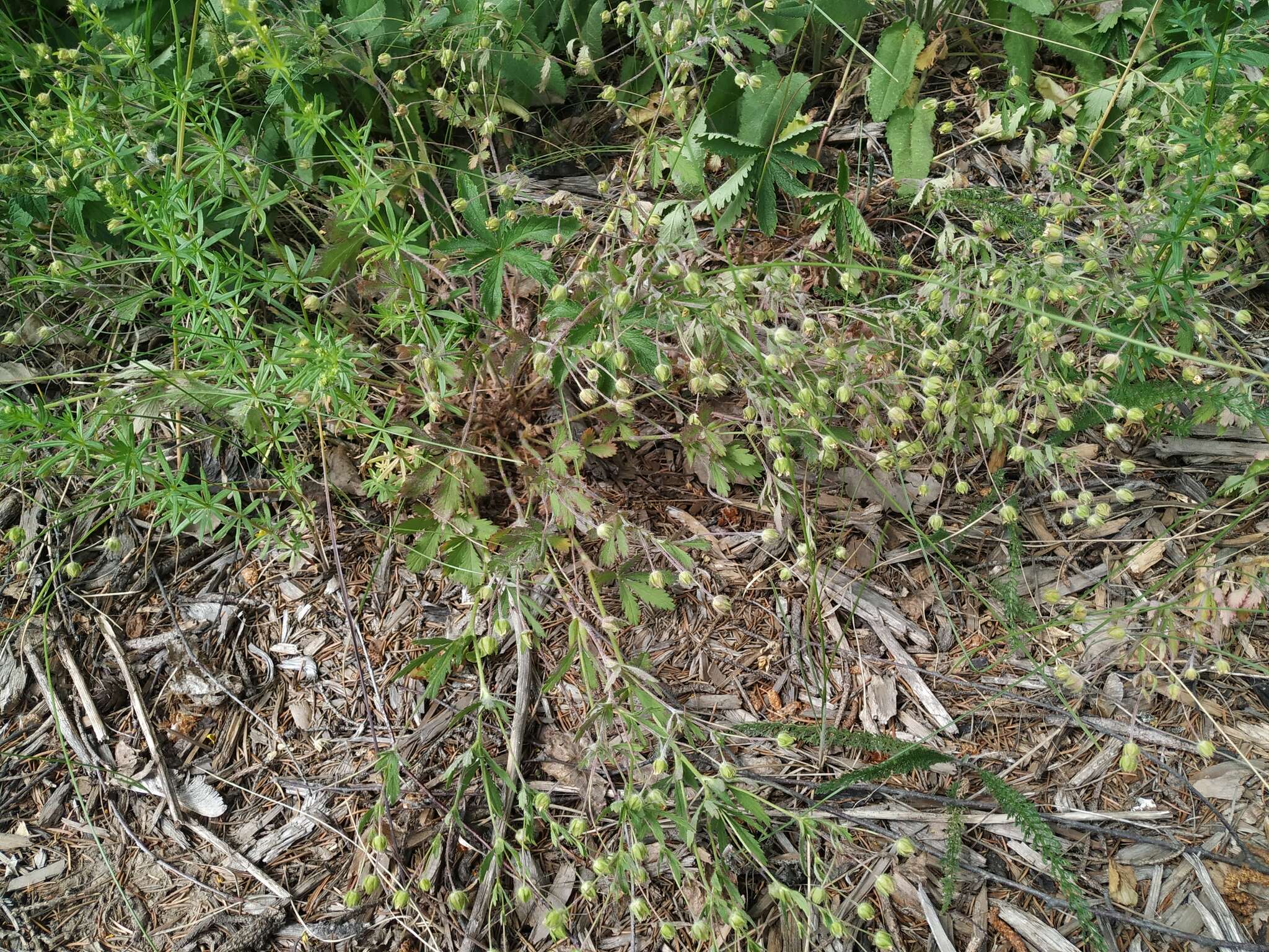 Image of European cinquefoil