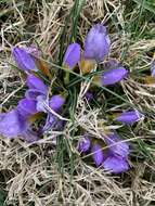 Crocus atticus (Boiss. & Orph.) Orph. resmi