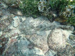 Image of Pacific Spotted Scorpionfish