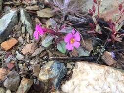 Image of annual redspot monkeyflower