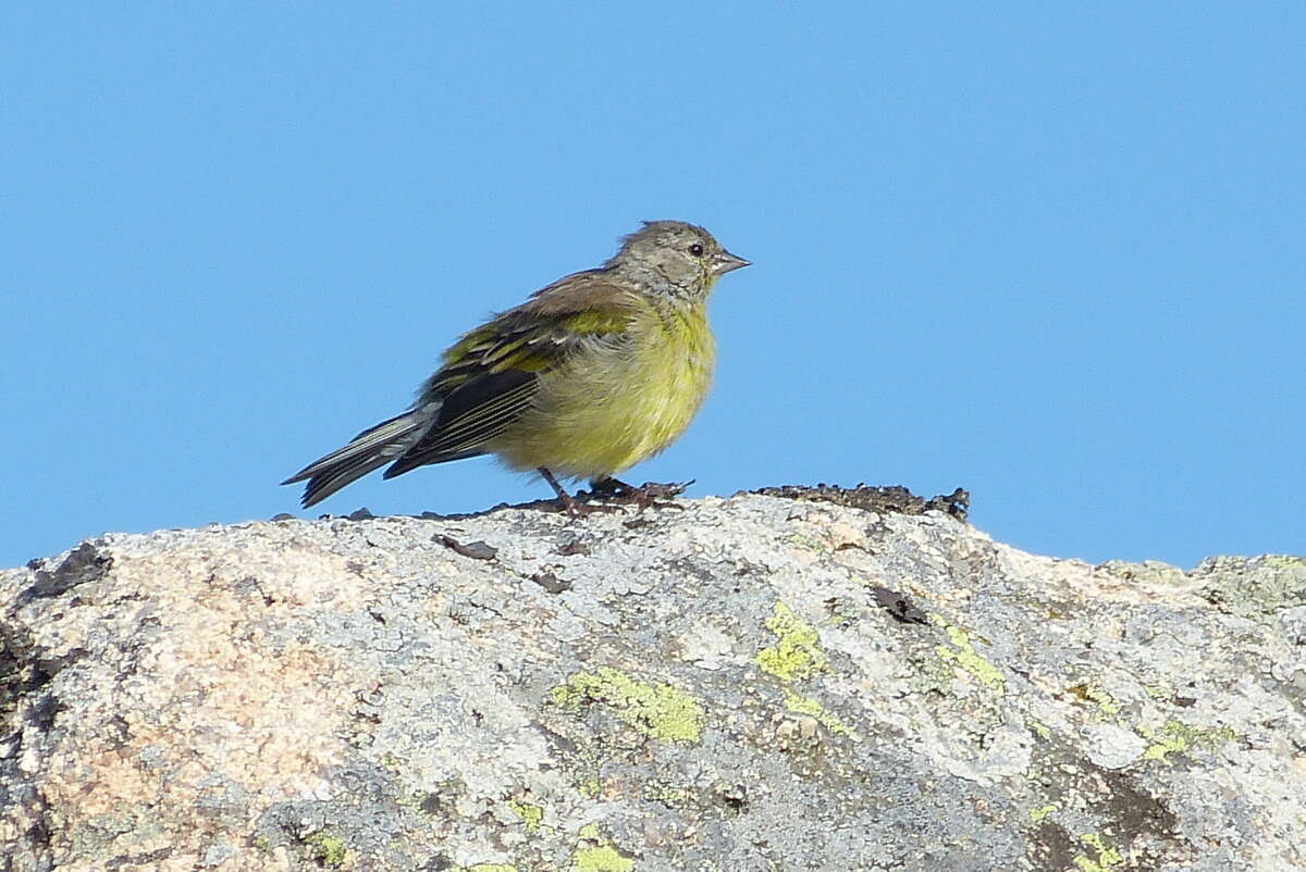 Image of Corsican Citril Finch