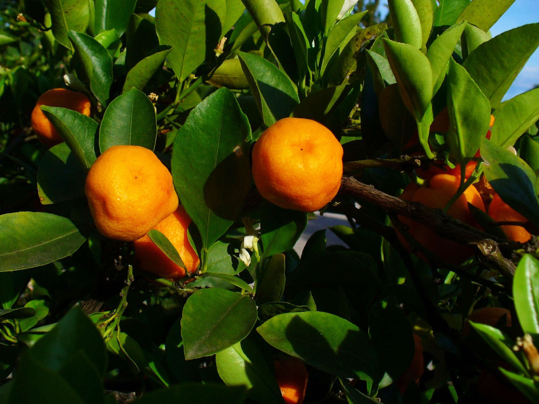 Image of calamondin