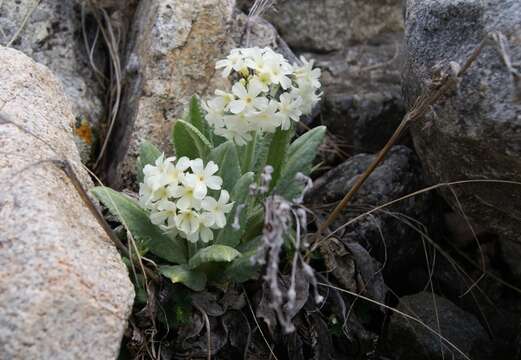 Image of Primula bayernii Rupr.