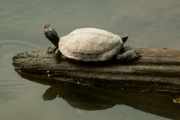 Image of slider turtle, red-eared terrapin, red-eared slider