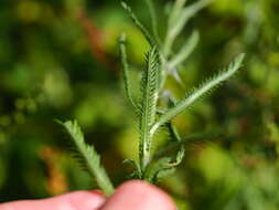 Achillea ptarmicoides Maxim. resmi