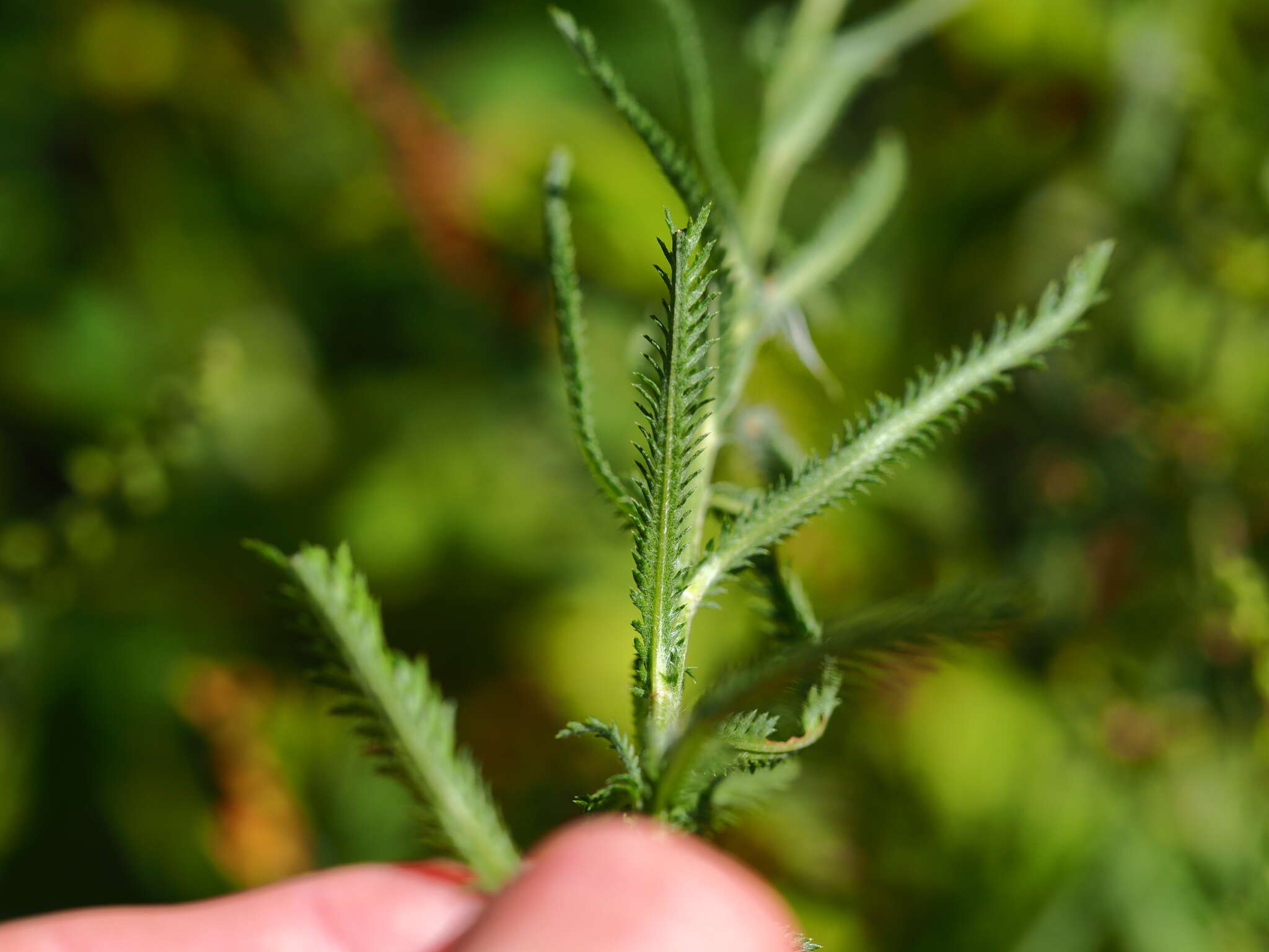 Image of Achillea ptarmicoides Maxim.