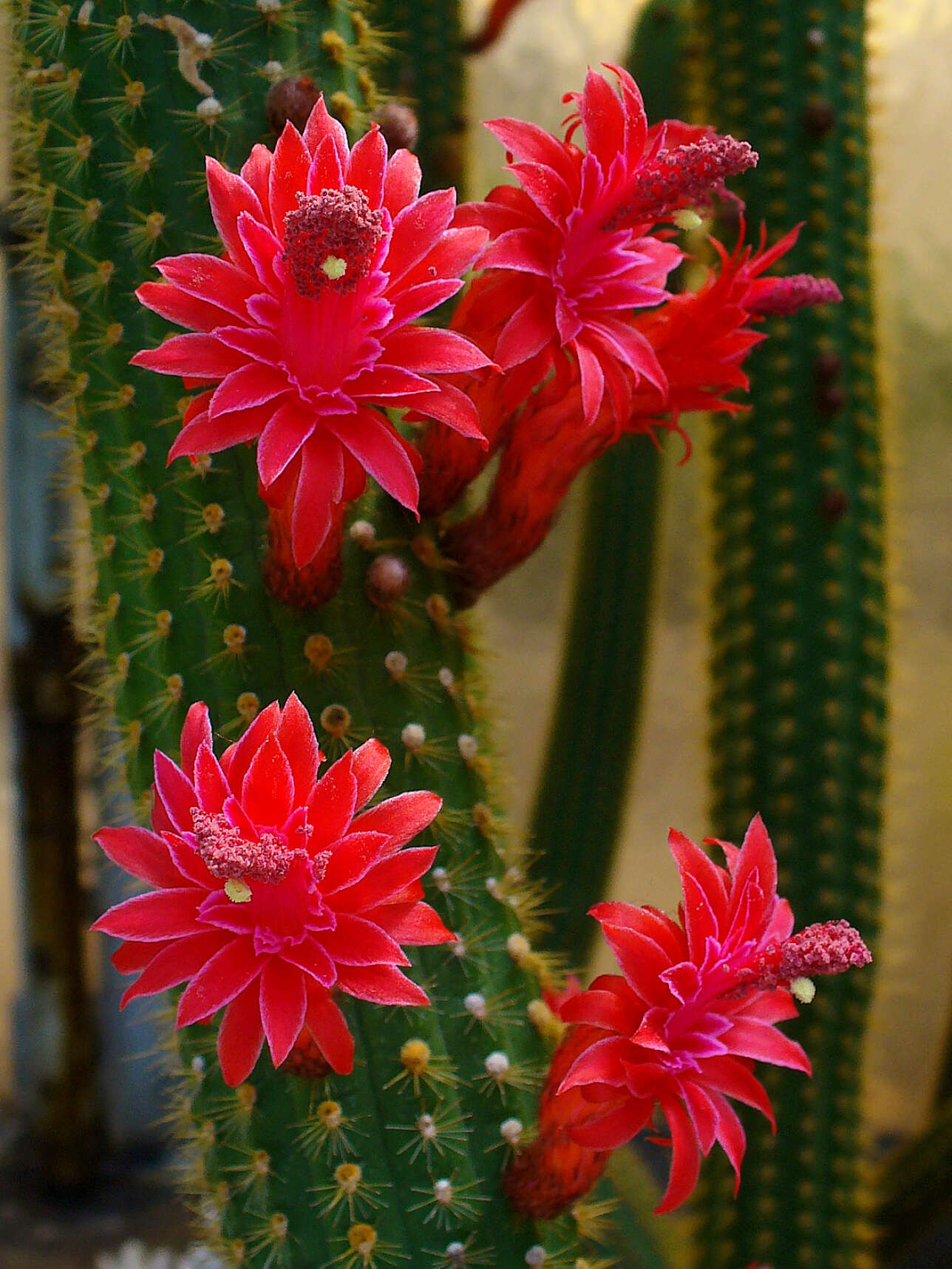 Image of Cleistocactus samaipatanus (Cárdenas) D. R. Hunt