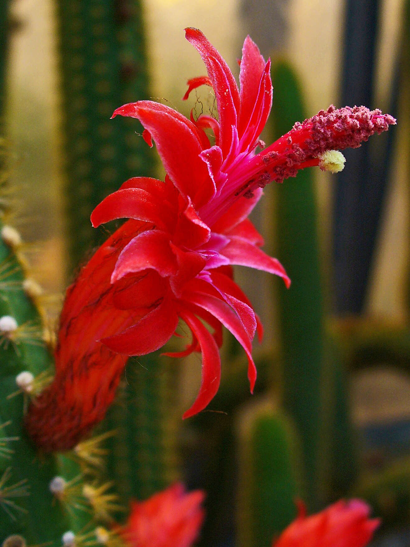 Image of Cleistocactus samaipatanus (Cárdenas) D. R. Hunt