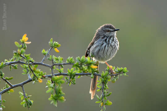 Image of Prinia maculosa exultans Clancey 1982