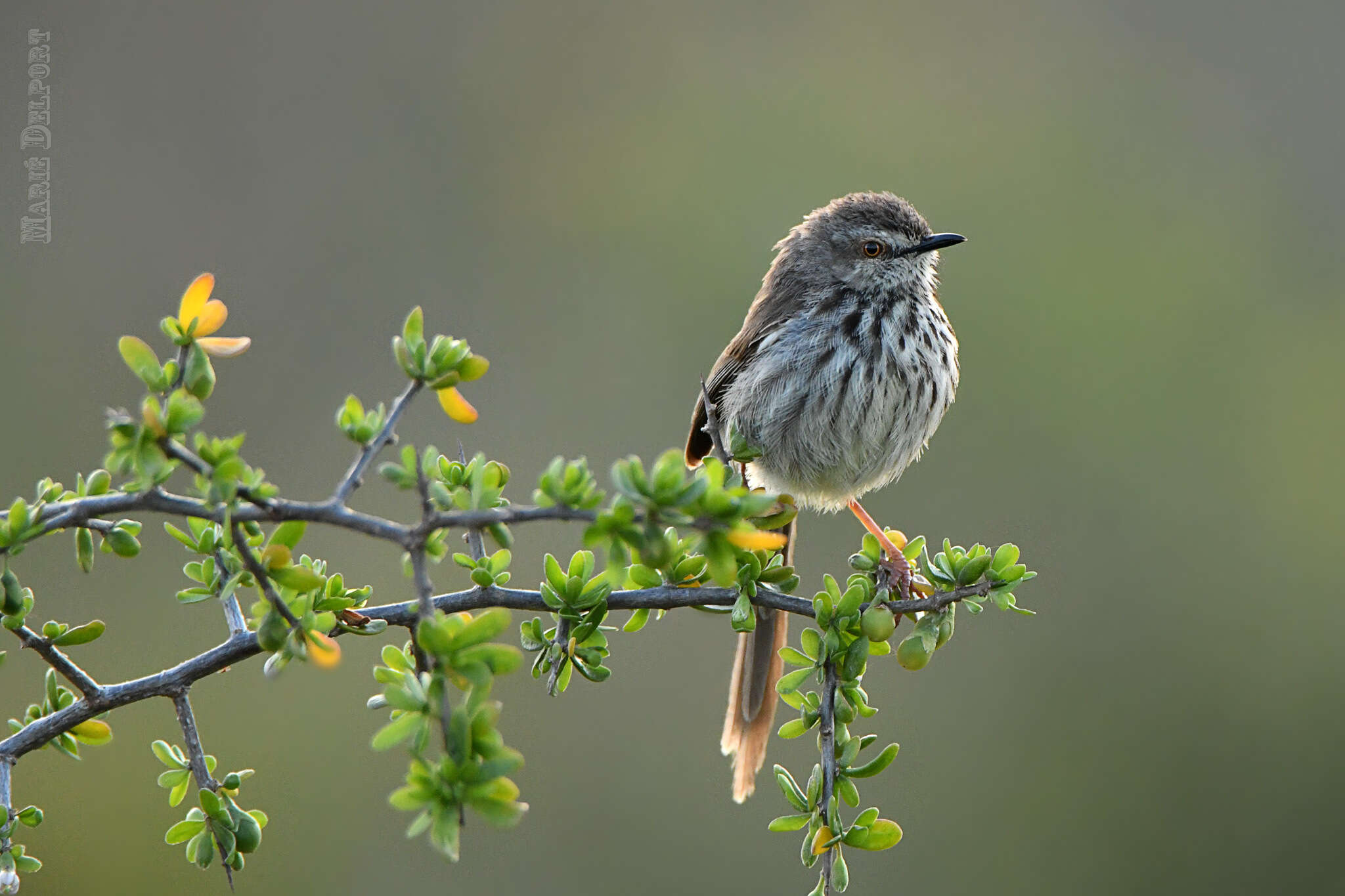 Image of Prinia maculosa exultans Clancey 1982