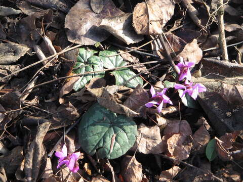 Image of Cyclamen coum Miller