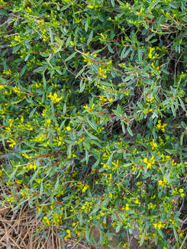 Image of Anthyllis hermanniae subsp. corsica