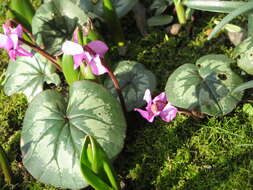 Image of Cyclamen coum Miller