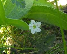 Pholistoma membranaceum (Benth.) Constance resmi