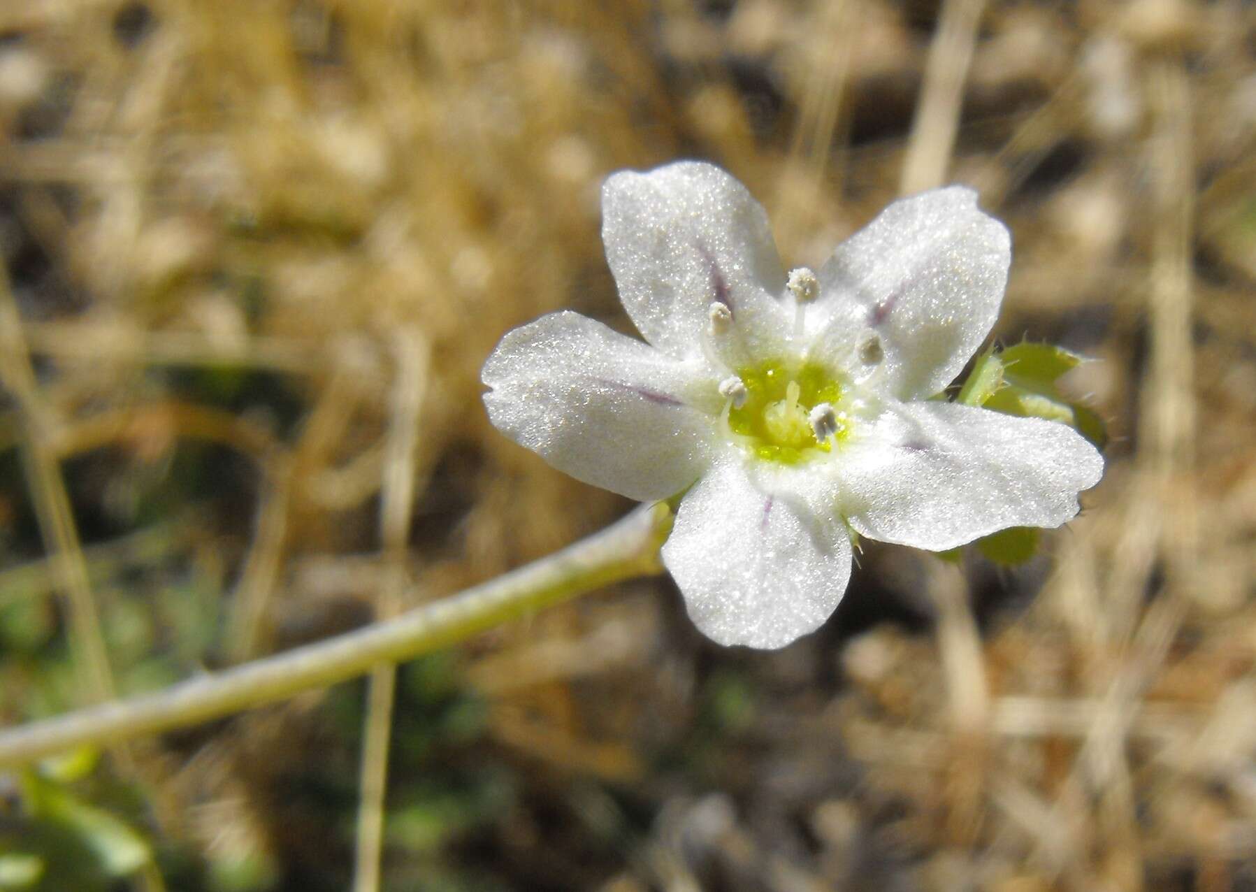 Pholistoma membranaceum (Benth.) Constance resmi