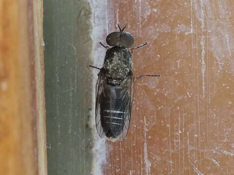 Image of Window Fly