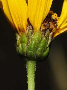 Image of stiff sunflower