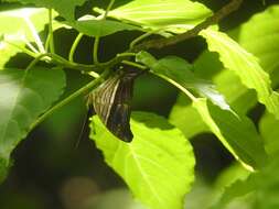 Image of Many-banded Daggerwing