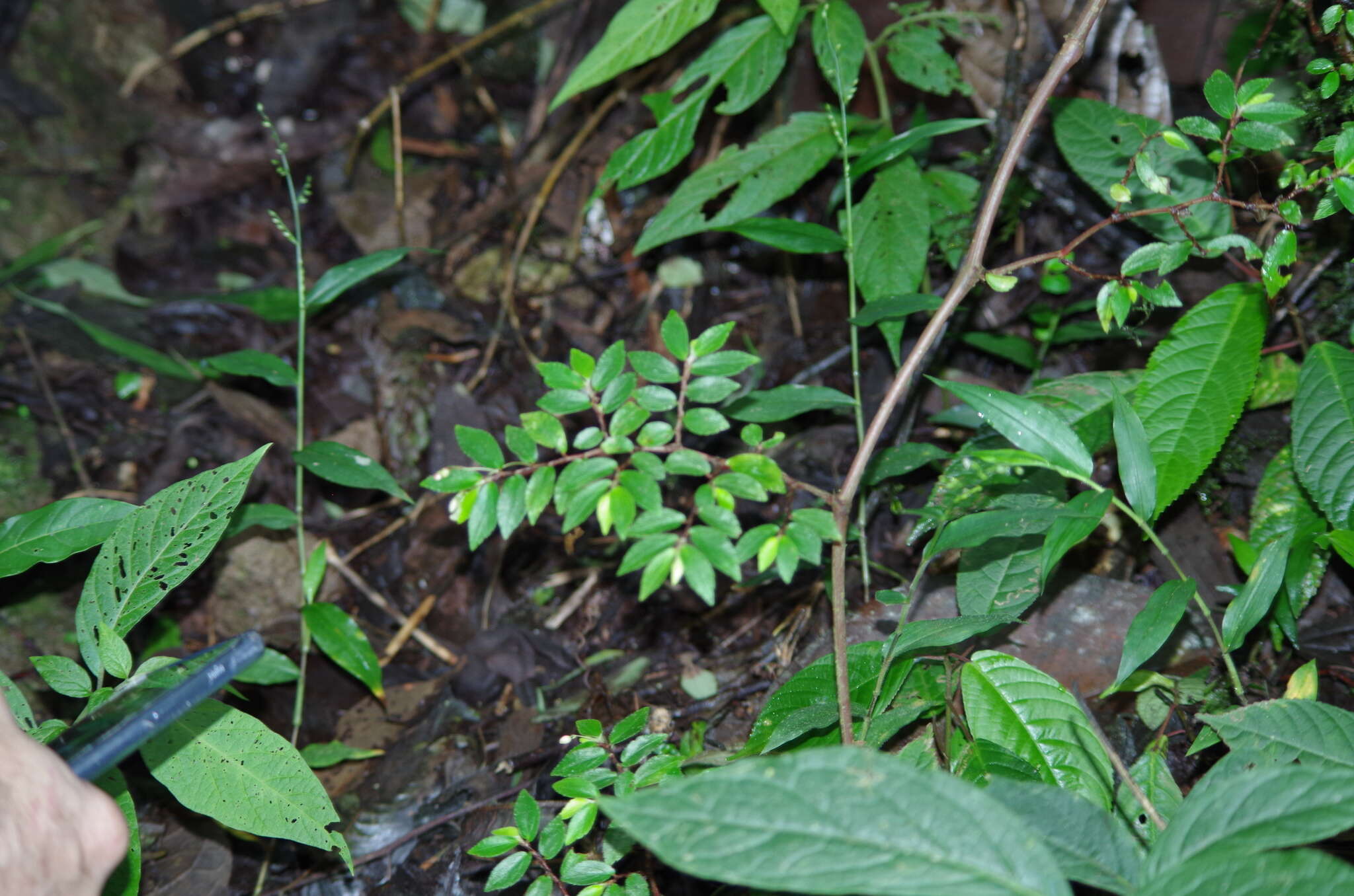 Image of fuchsia begonia