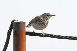 Image of Berthelot's Pipit