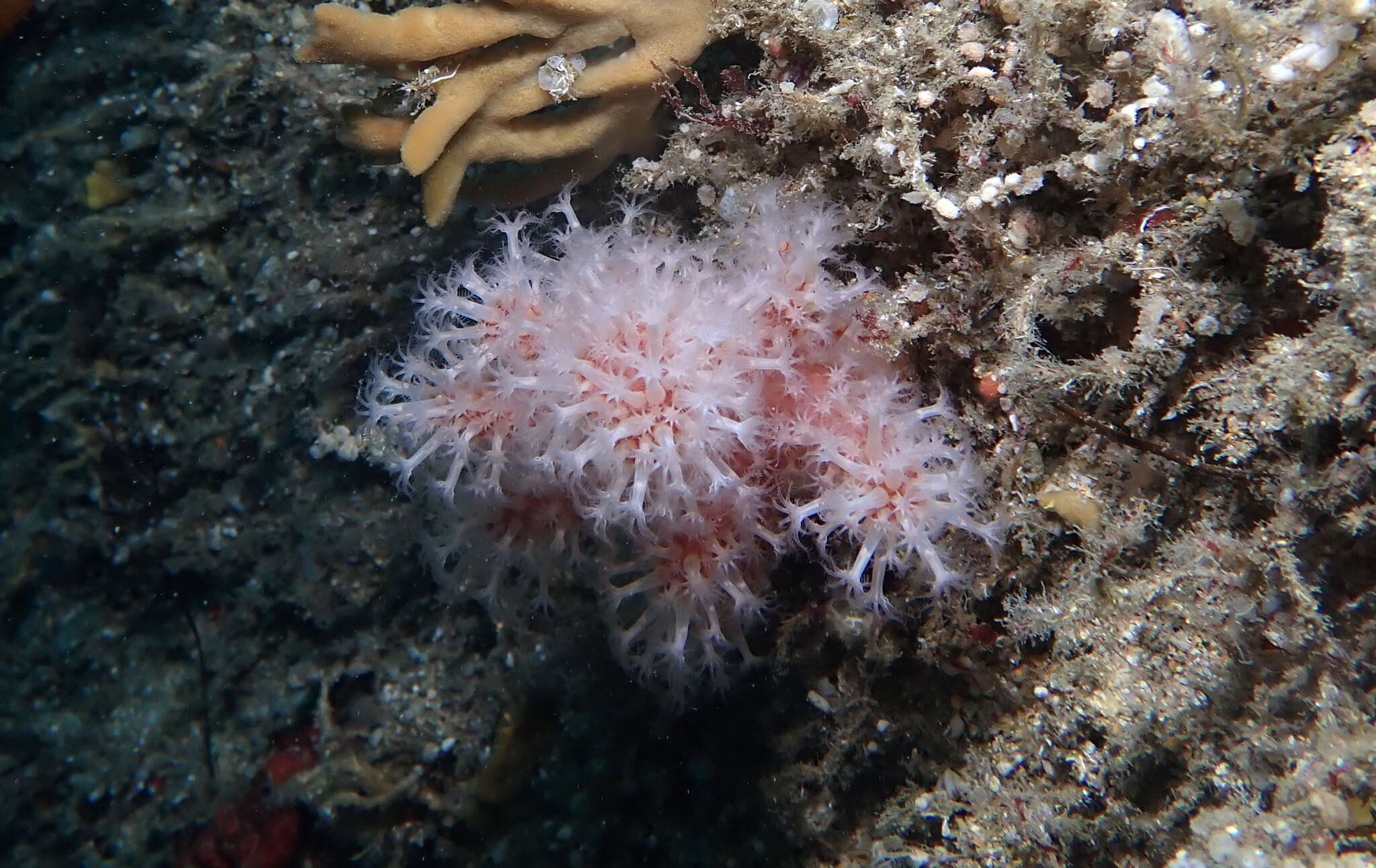 Imagem de Alcyonium glomeratum (Hassall 1843)