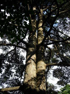 Image of Huangshan Pine