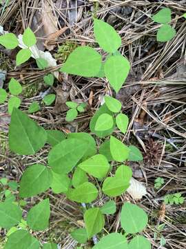 Imagem de Amphicarpaea bracteata subsp. bracteata