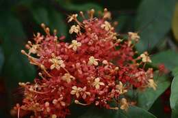 Image of red saraca