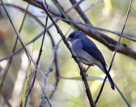 Image of Grey Pileated Finch