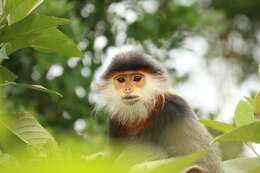 Image of Douc Langurs