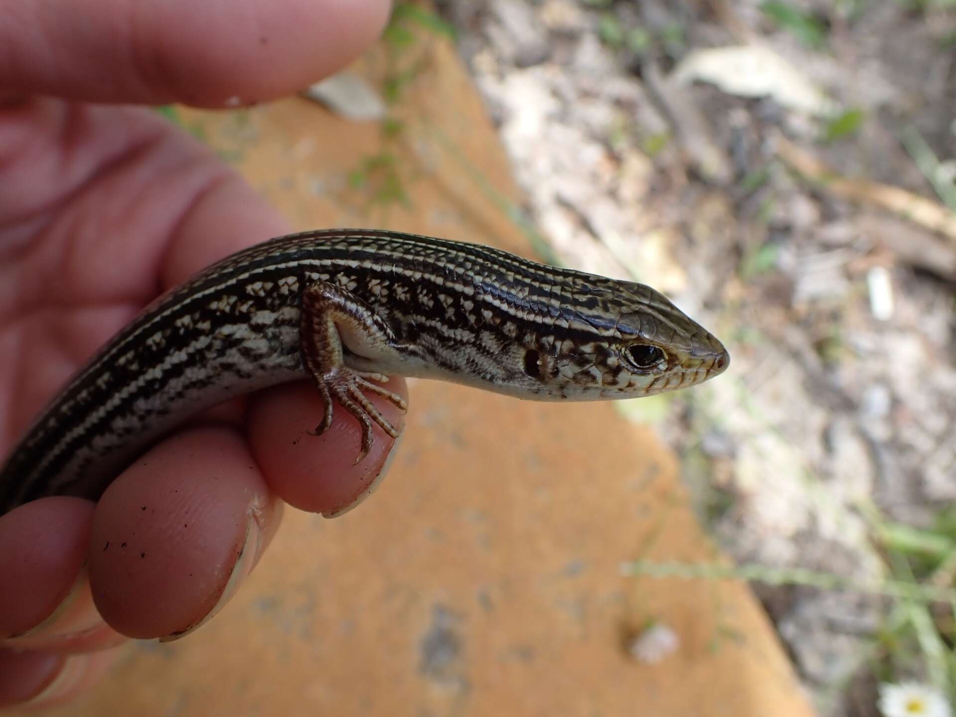 Слика од Ctenotus australis (Gray 1838)