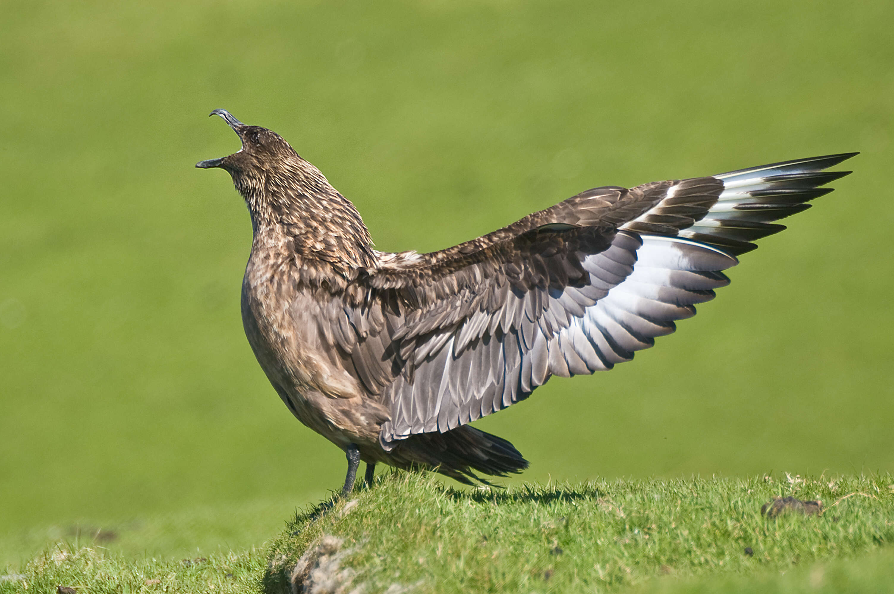 Plancia ëd Stercorarius skua (Brünnich 1764)