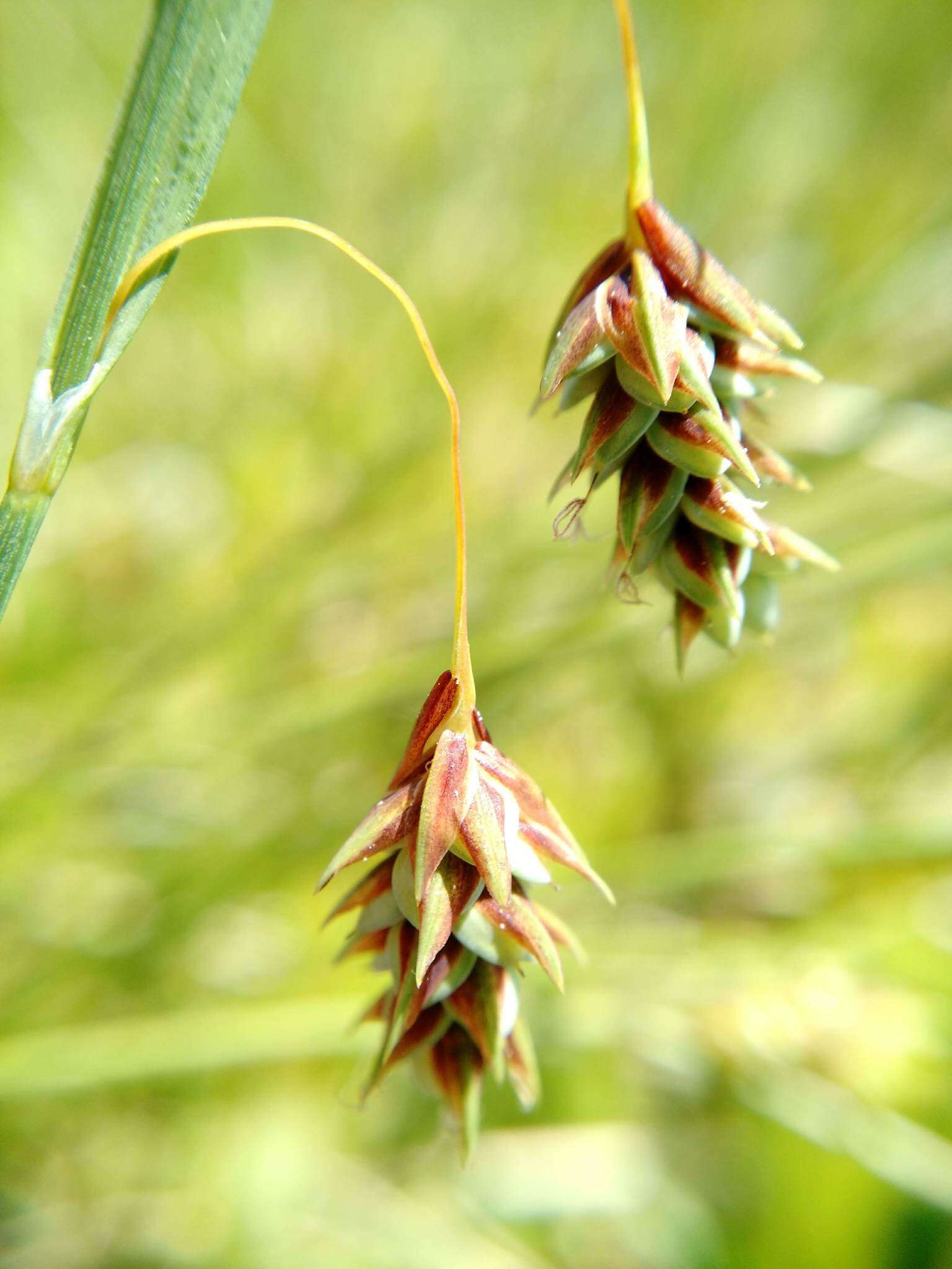 Image of boreal bog sedge